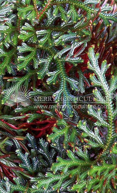 Selaginella erythropus